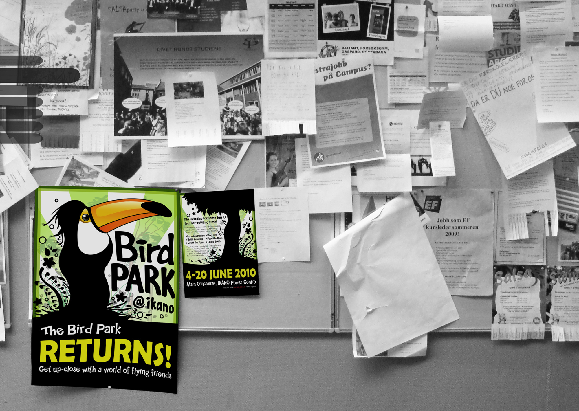 Bird Park flyer design